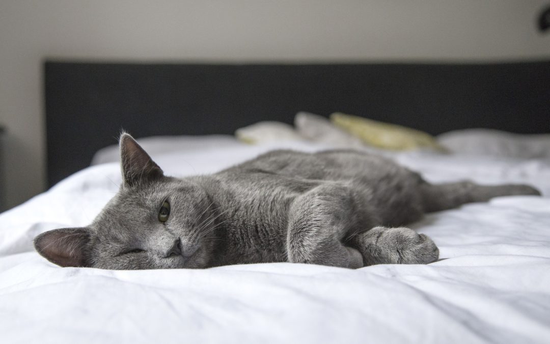 cat sleeping on bed after introducing a new cat to your home