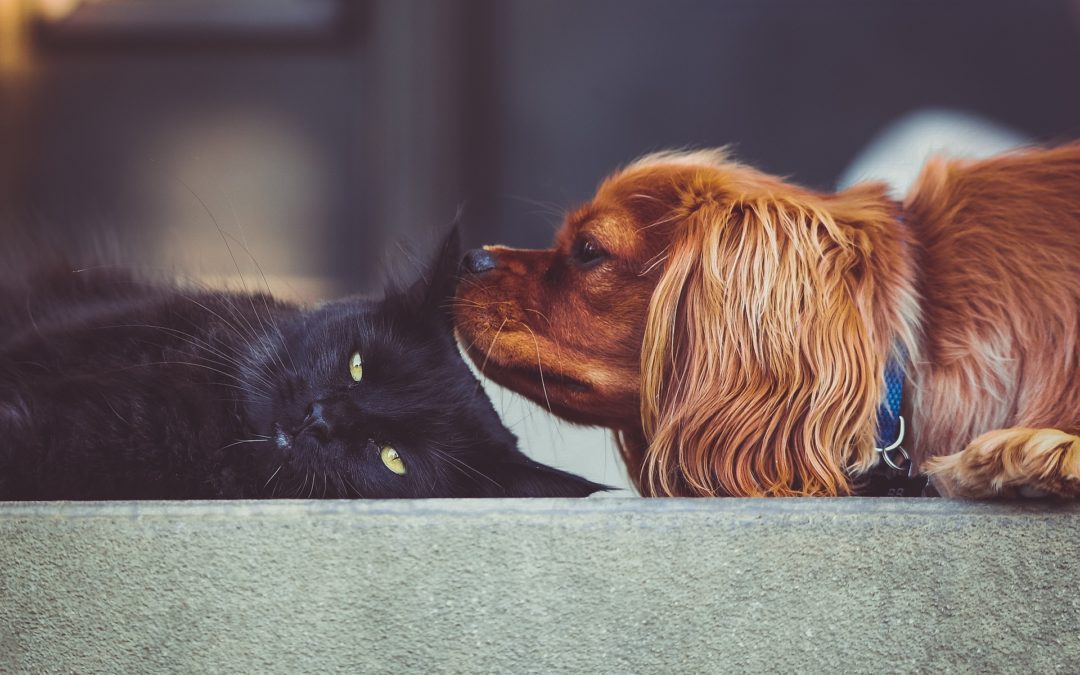 Dog sniffing cat. Introducing a new cat to current pets in Gilbert.