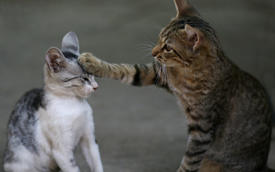 Two cats in the process of introducing a new cat to your current pets.