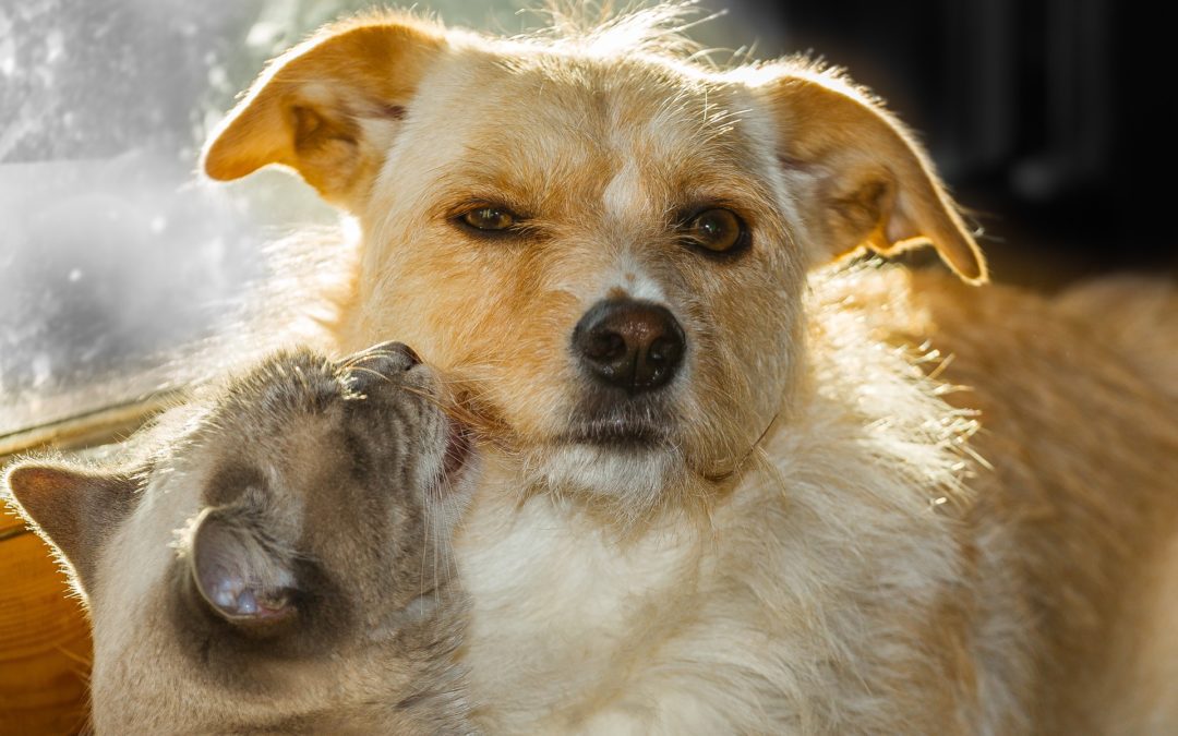 Top Reasons to Adopt a Shelter Pet in Gilbert