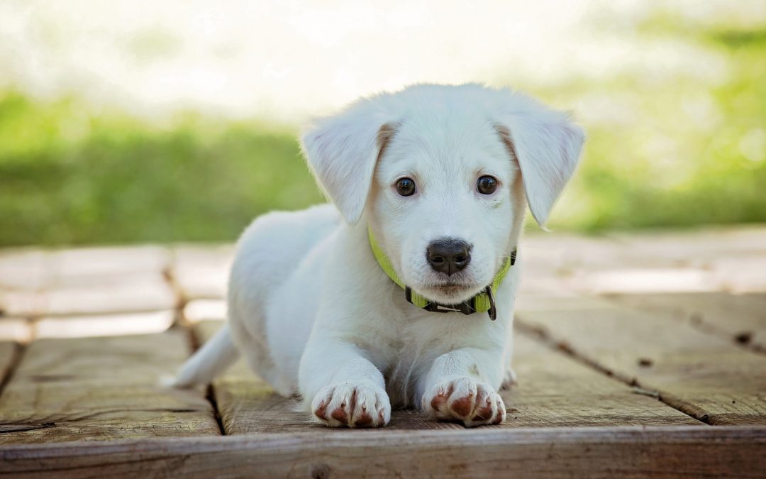 Flea and Tick Prevention for Dogs in Gilbert