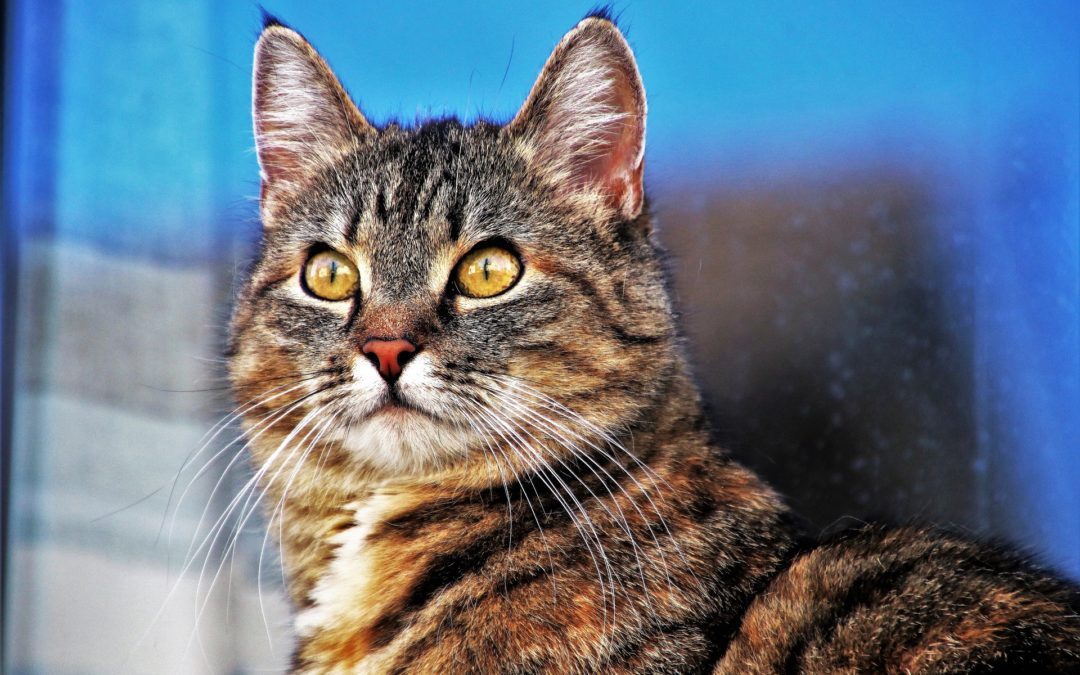 tabby cat- vet in gilbert