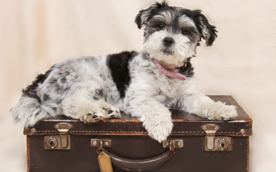 National Animal Disaster Preparedness Day