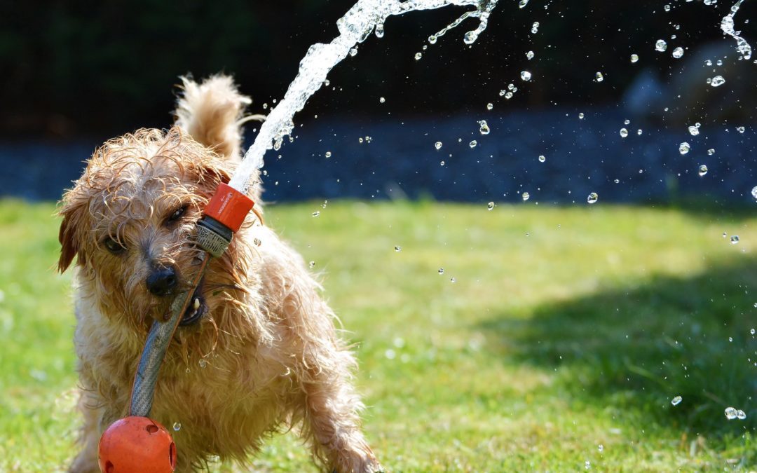 keeping your dog safe during the summer in Arizona