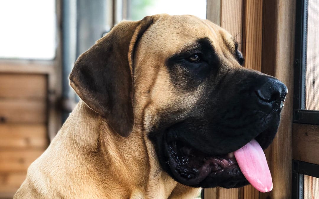 big dog breeds