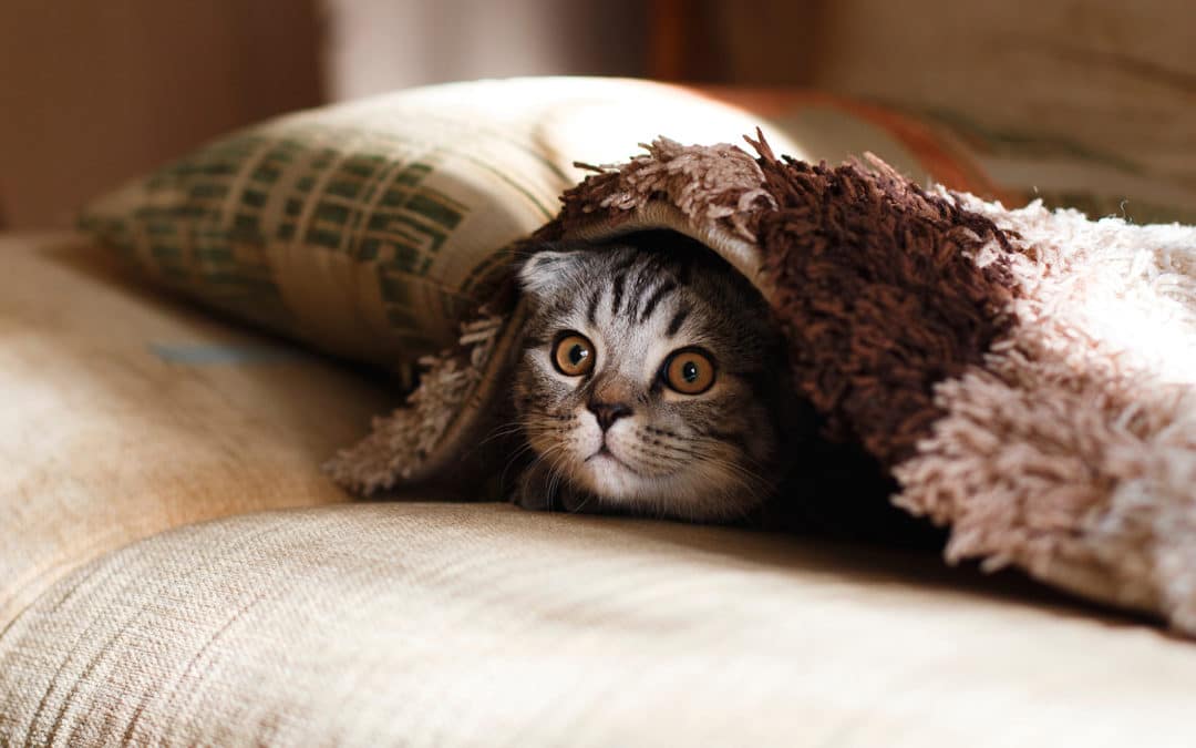 why do cats love catnip