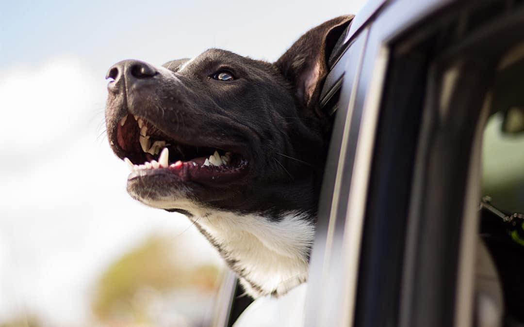 Should I Air Travel with My Dog?