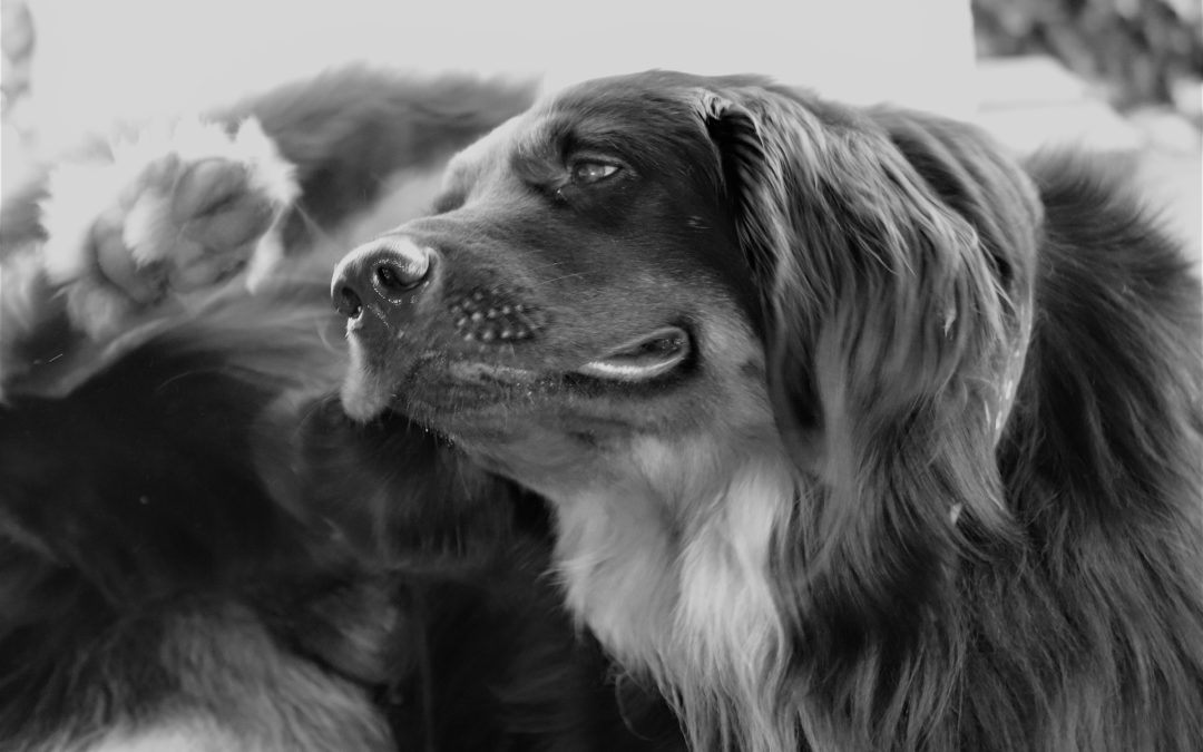 3 Common Skin Issues in Dogs |Gilbert, AZ|