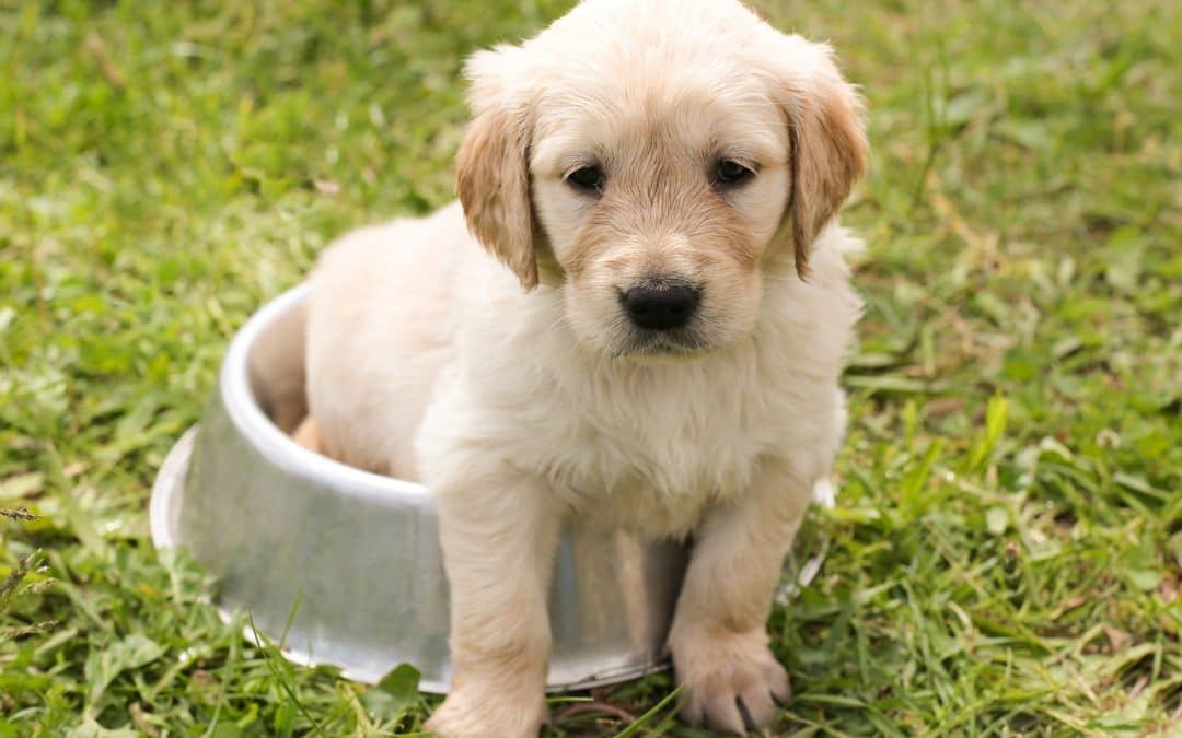 5 Ways To Keep Your Puppy Entertained