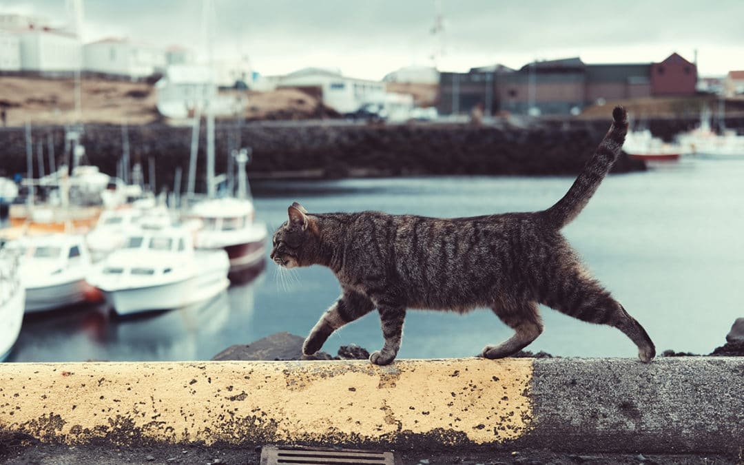 Cat-lovers’ Vacation Destinations