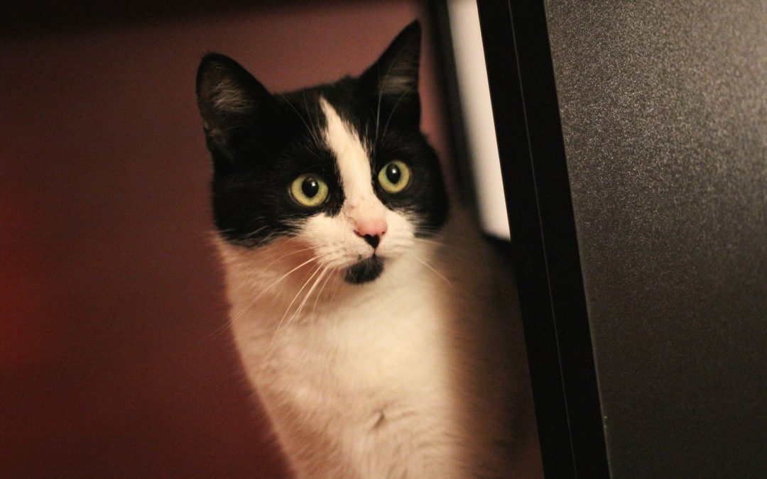 black and white cat bringing cats to the vet
