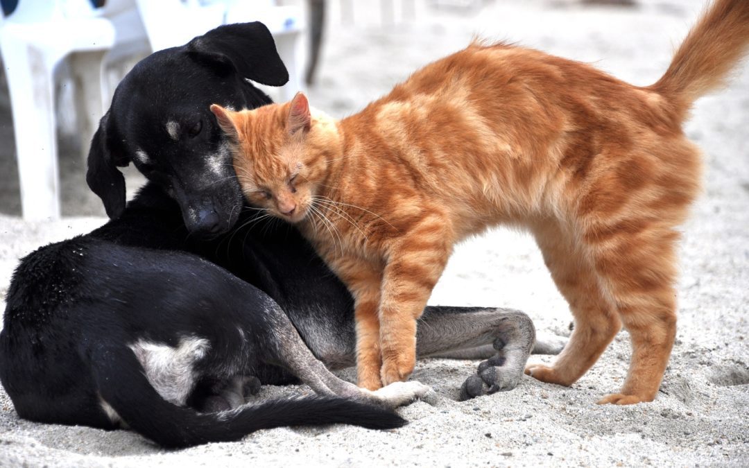 dog and cat microchip your pet in gilbert