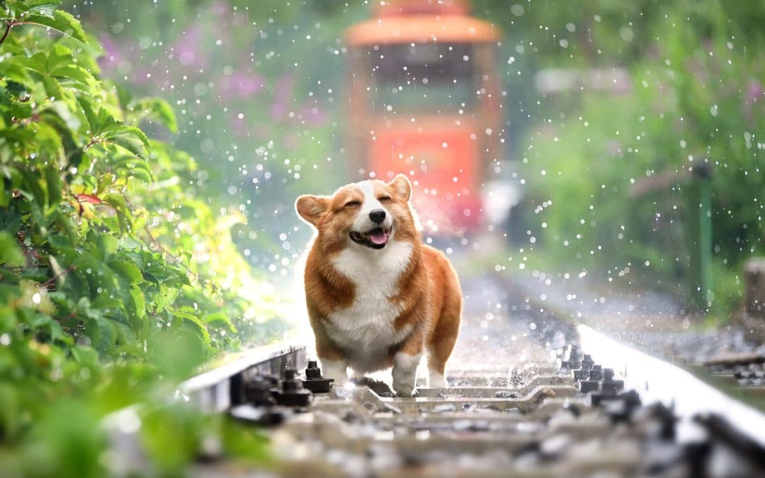 6 Fun Facts About Dogs You Didn’t Know