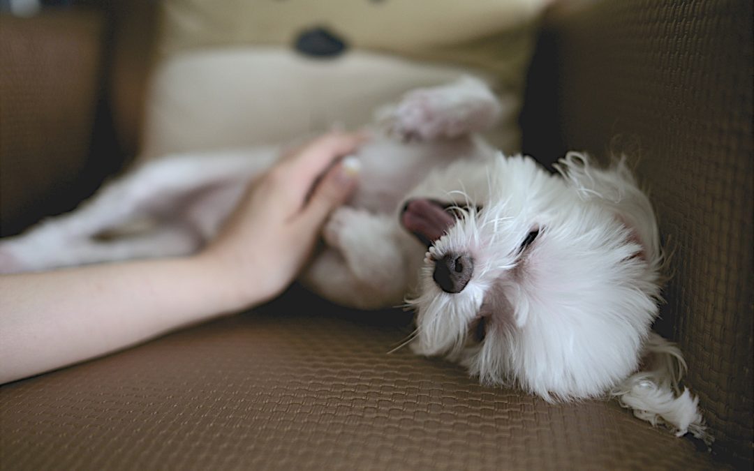 4 Tips for Puppy Proofing Your Gilbert Home