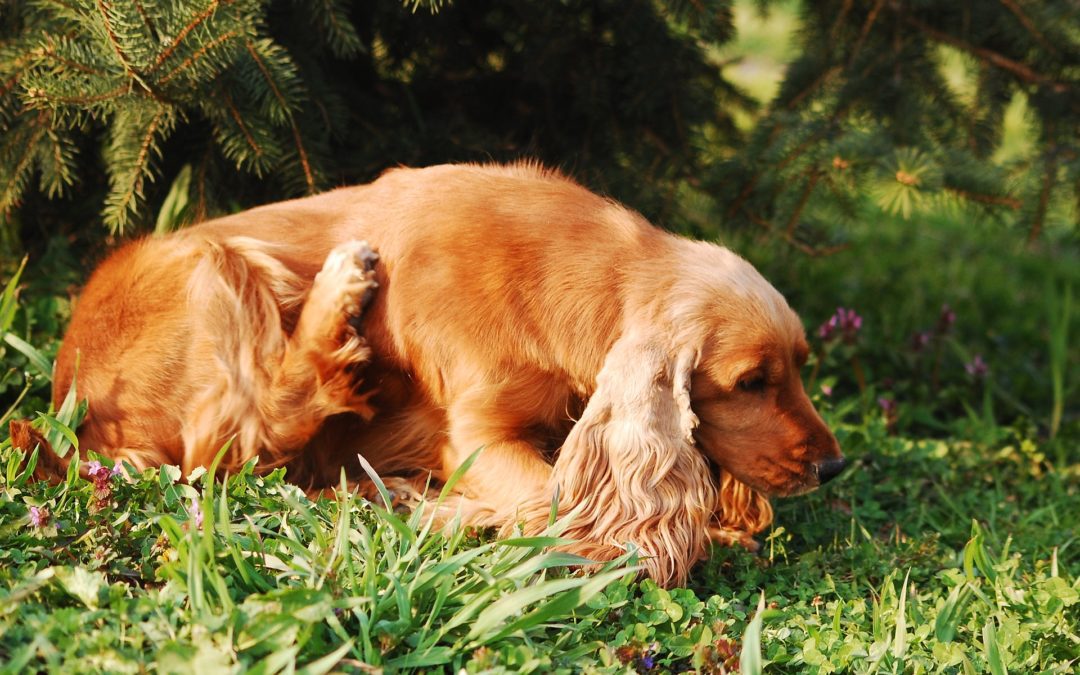 Does Your Dog Have Itchy Skin?