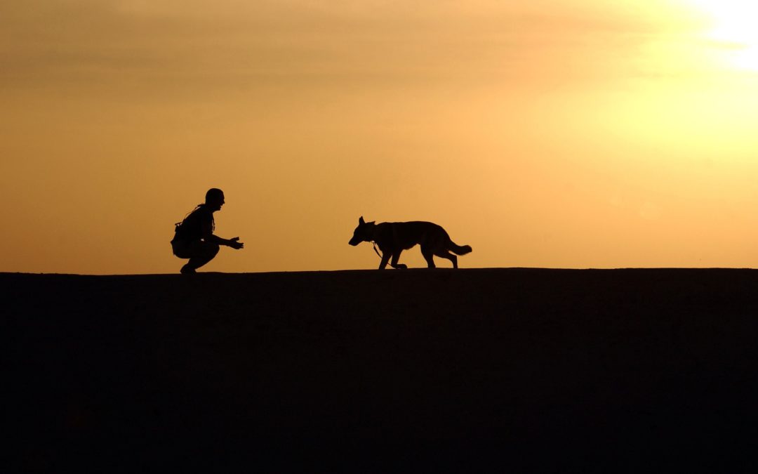 What To Do If Your Pet Is Stung By A Scorpion: Symptoms & Treatment