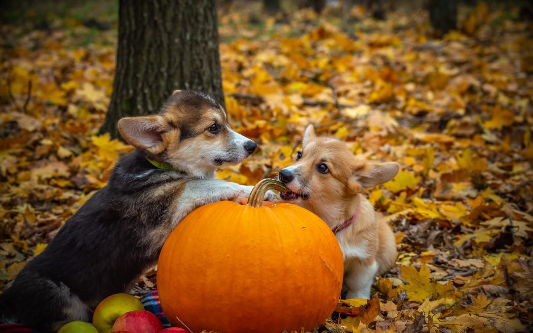 Pet Safety for a Happy Halloween