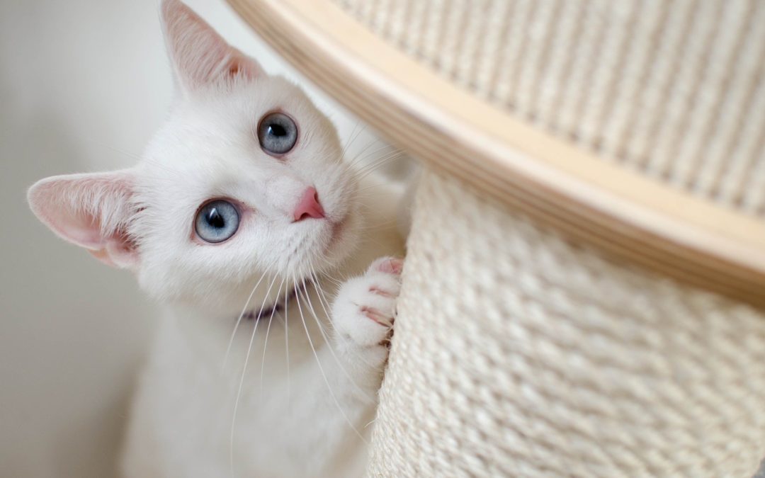 How To Keep A Cat From Scratching Everything!