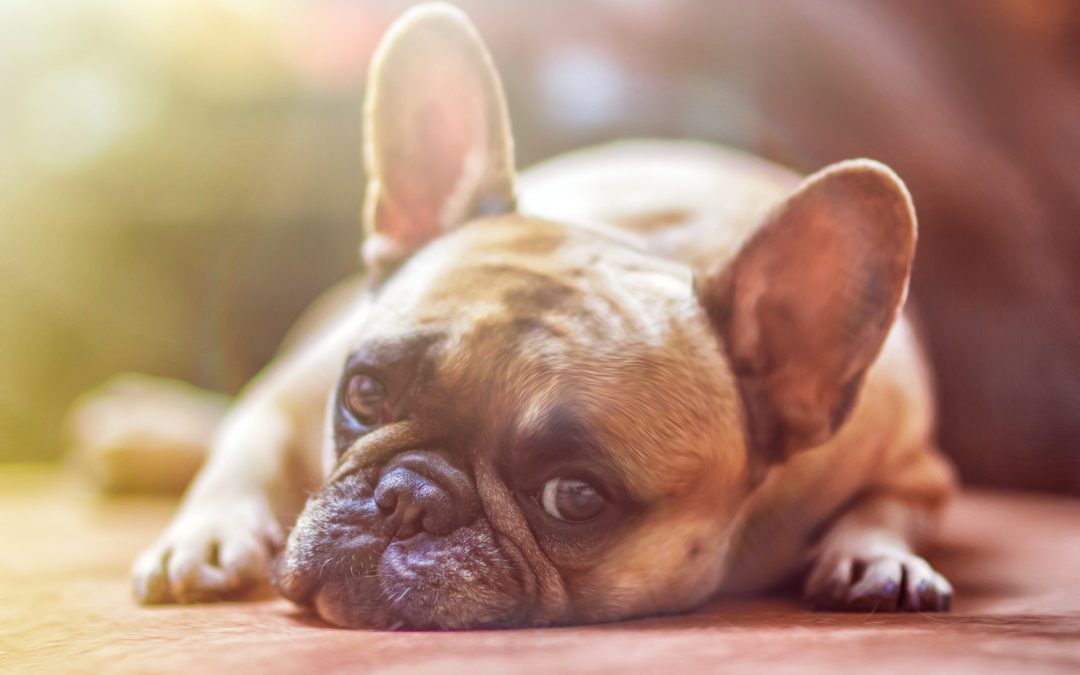 6 Boredom Buster Toys for Dogs