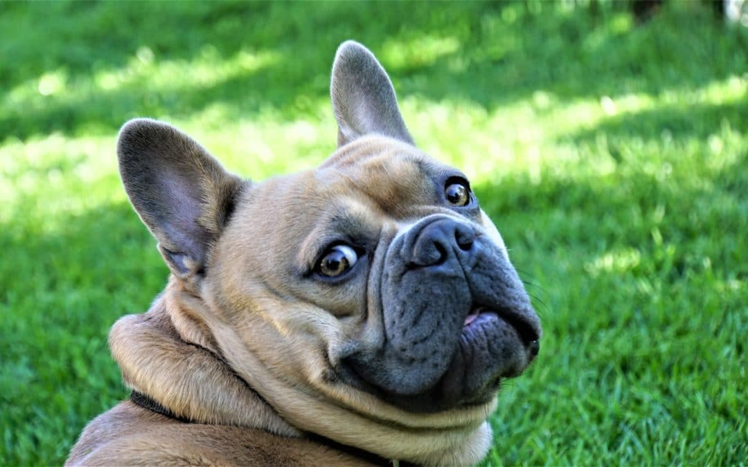 5 Tips For Calming Anxiety in Dogs