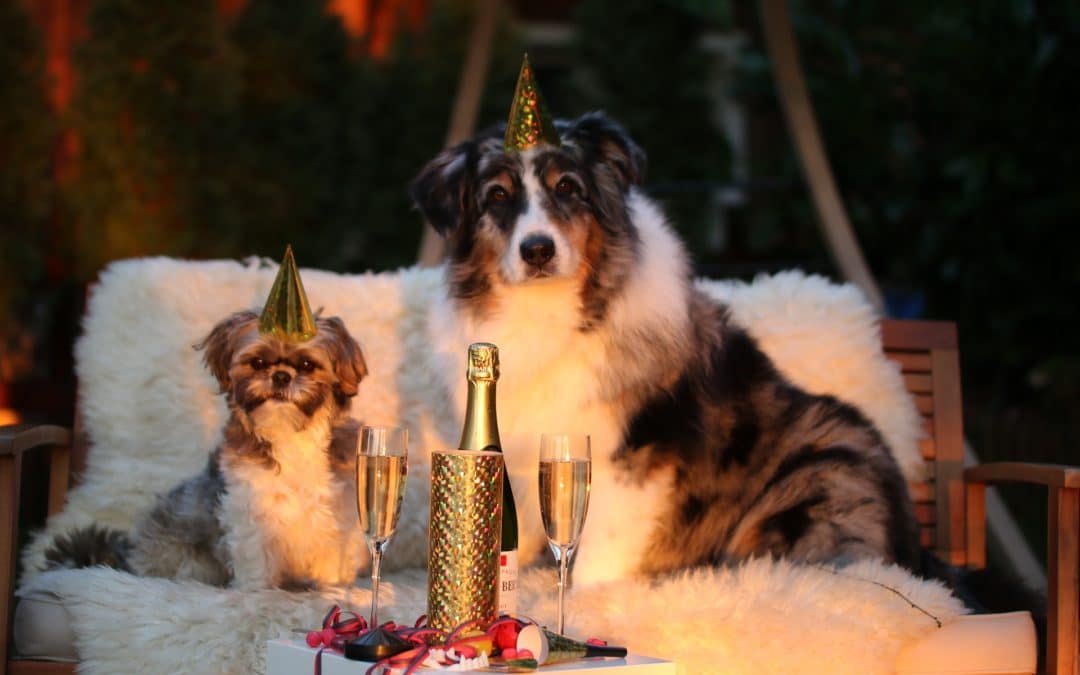 6 New Year’s Resolutions For Your Dog’s Health