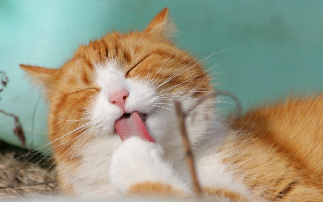 February is National Cat Health Month!