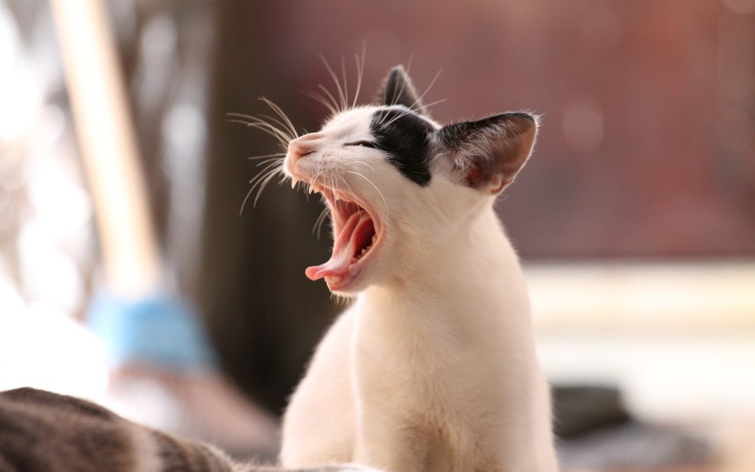 How Your Cat’s Dental Care Routine Affects Her Overall Health
