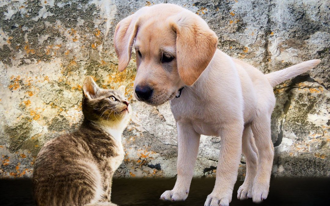 Why Is Spaying and Neutering Pets Important?