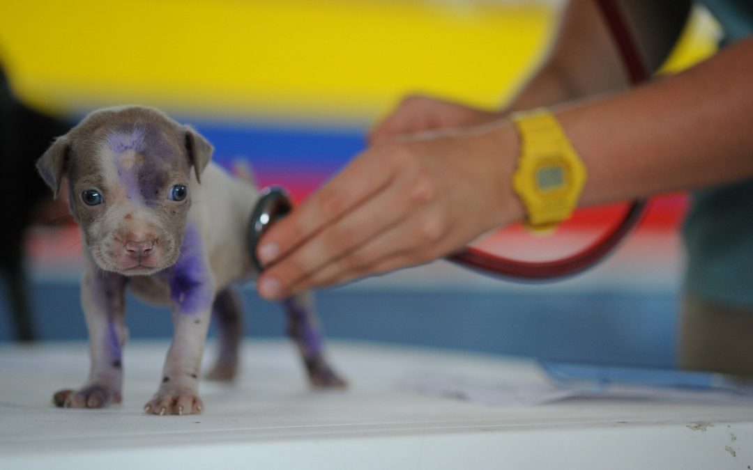Preventing and Responding to Pet Poisoning