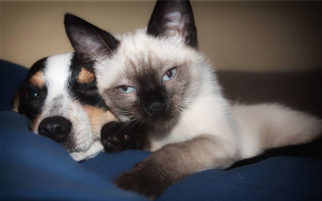 COVID-19 and Pets: FAQs