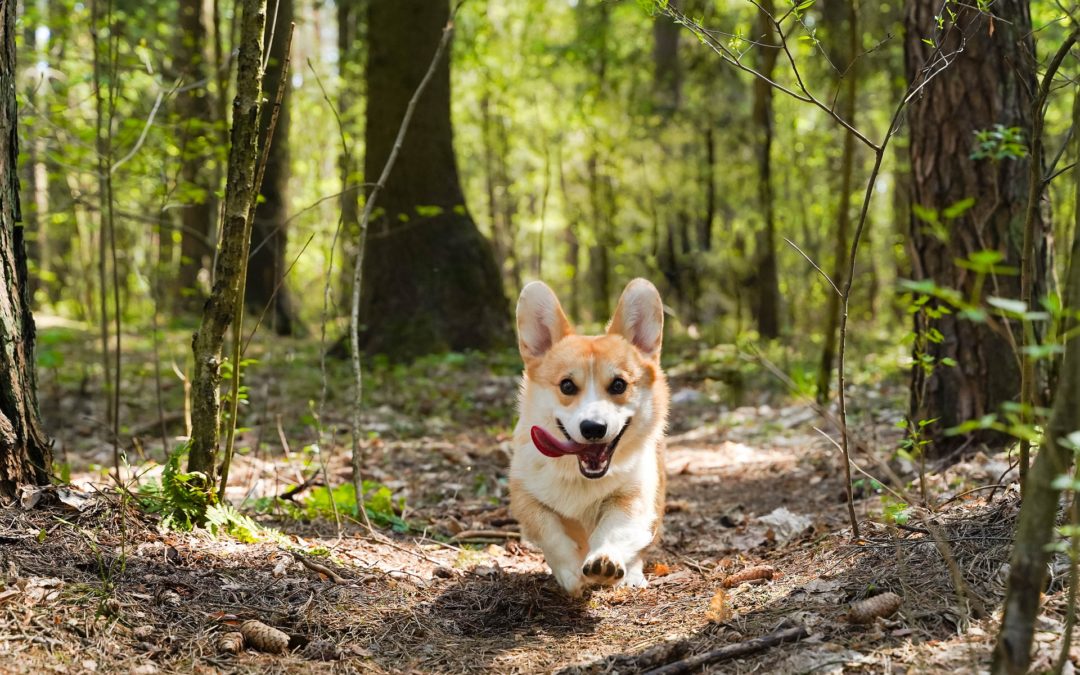 Heartworm Awareness Month