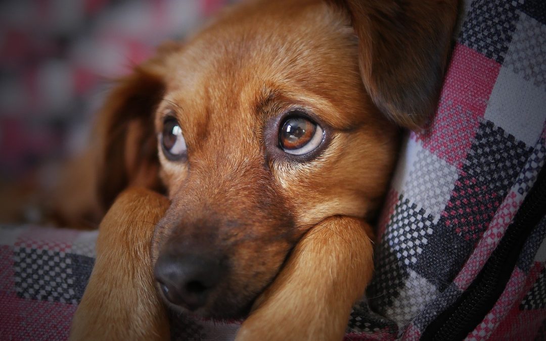 Dog Anxiety Awareness: How to Help