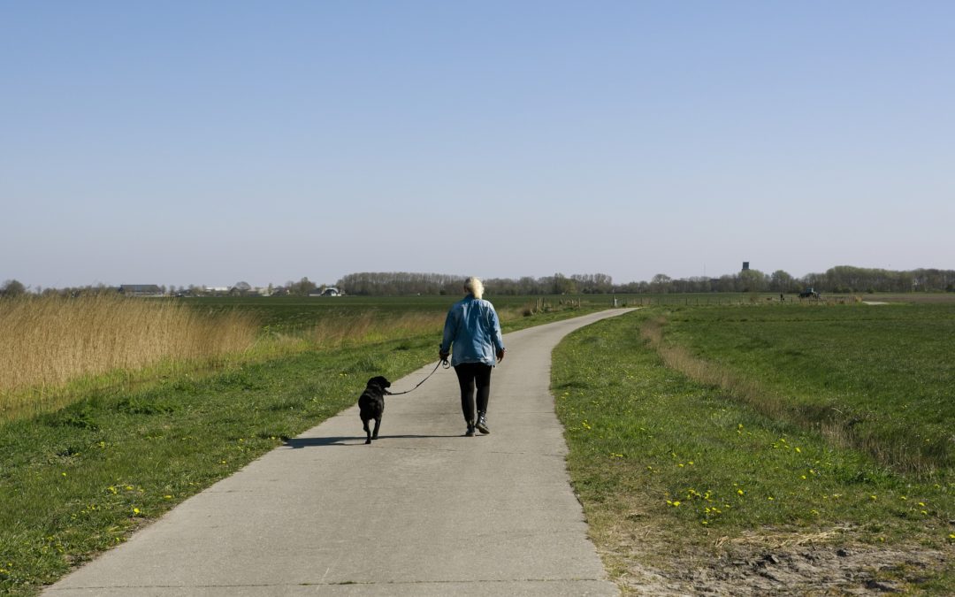 5 Socially-Distanced Pet Activities for Spring