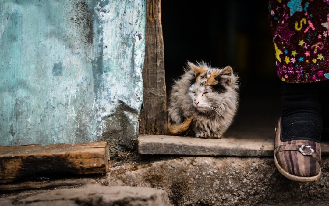 Cats and kidney failure
