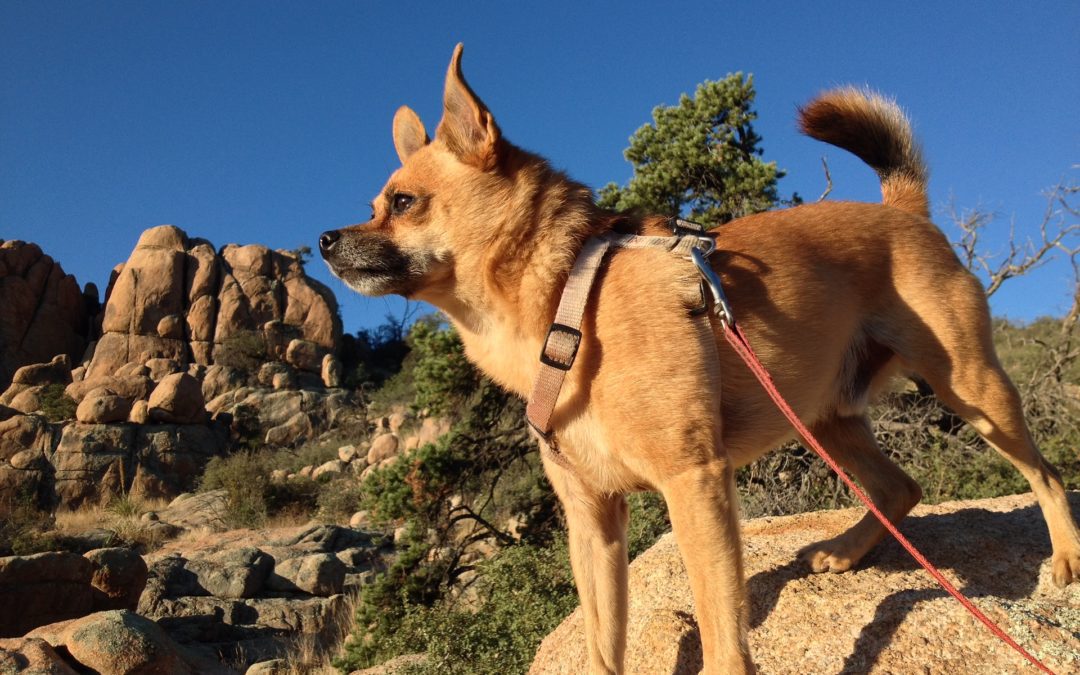 Signs of Heat Stroke in Pets