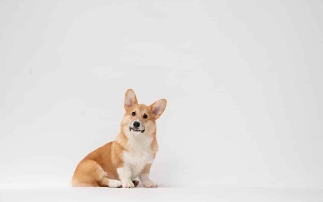 What is My Dog Staring At & Why?