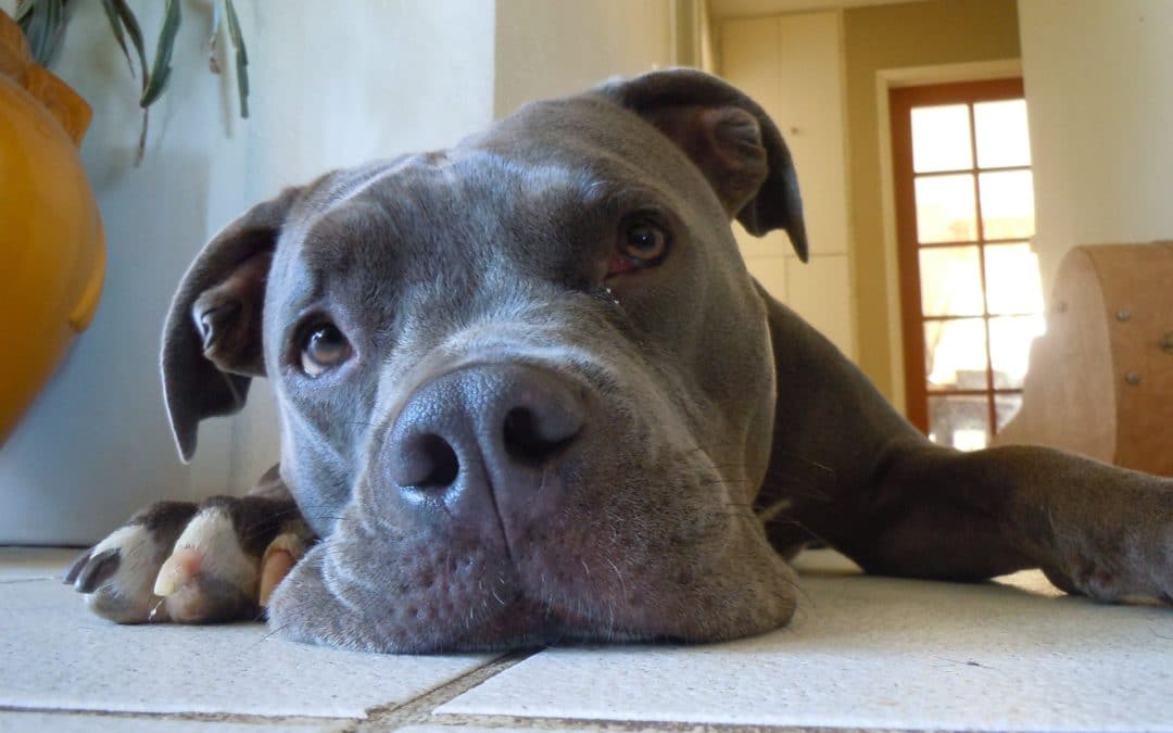 Separation Anxiety in Pets During Quarantine