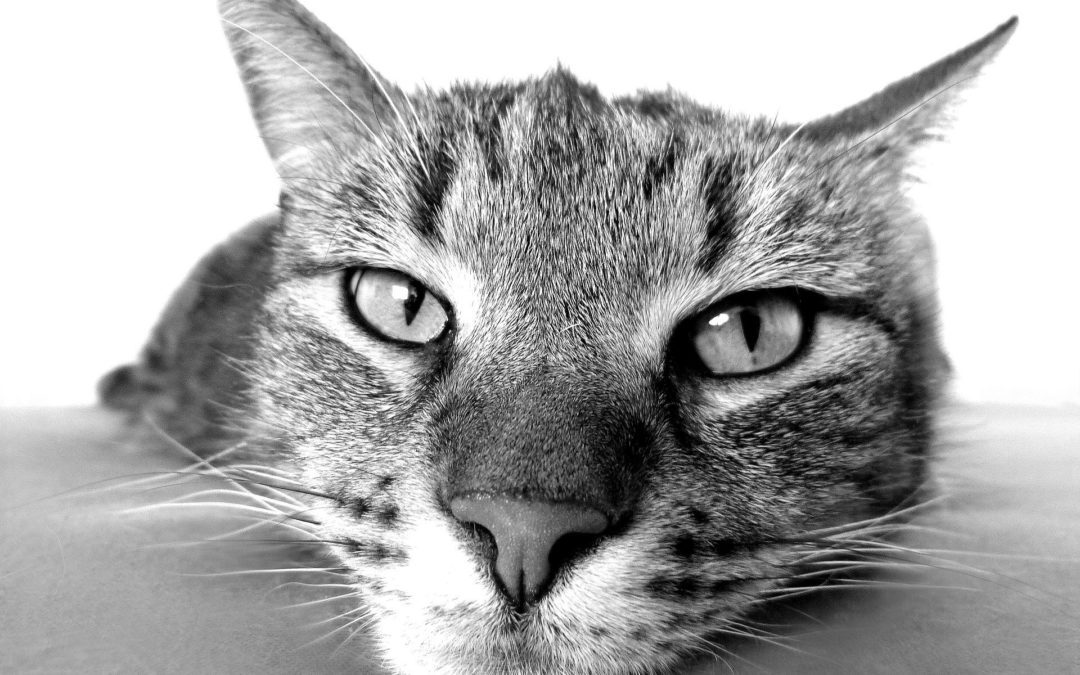6 Subtle Signs Your Cat May Need to Visit the Vet