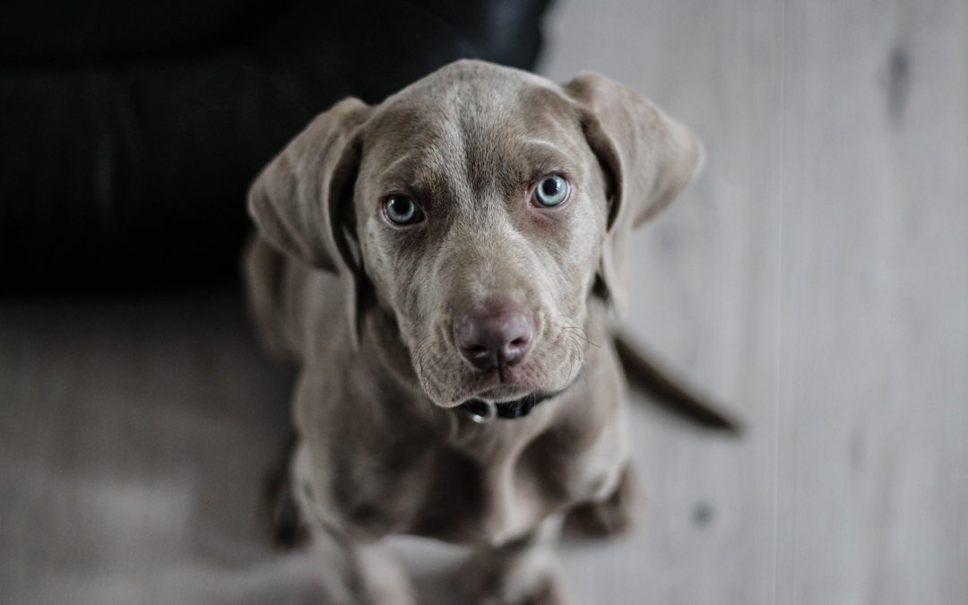 What You Should Know About Vaccine Reactions in Dogs