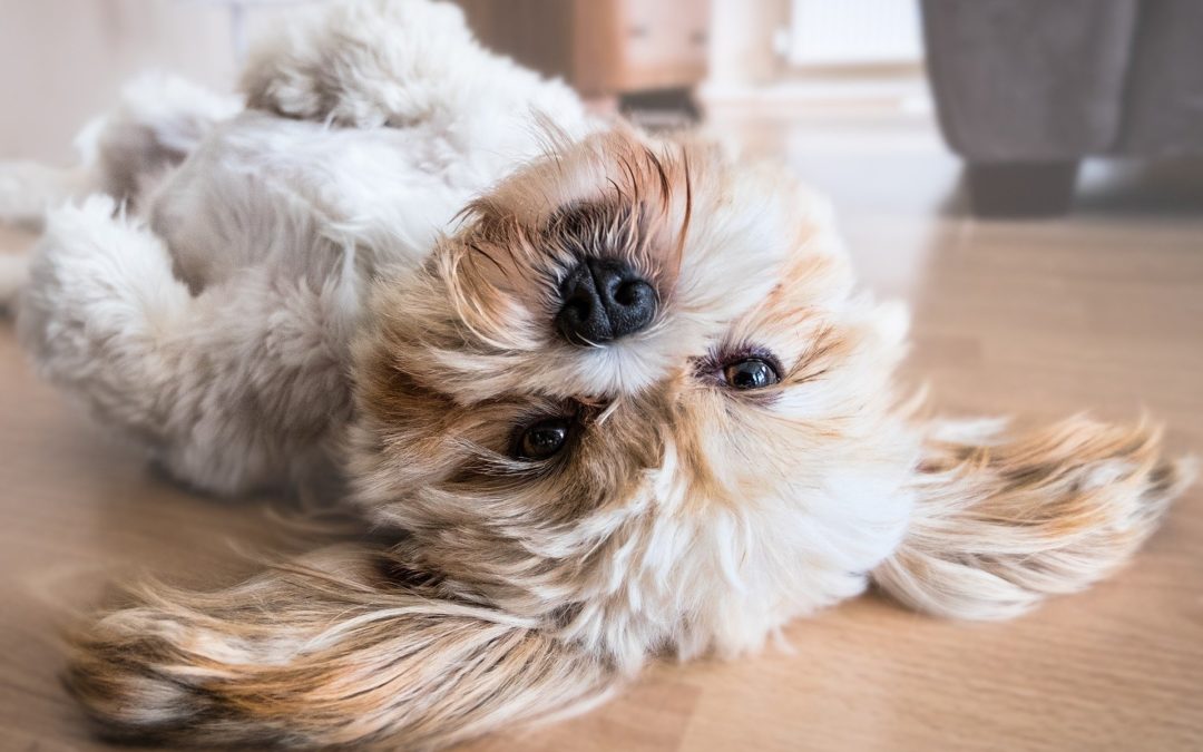 5 Fascinating Facts about Dogs