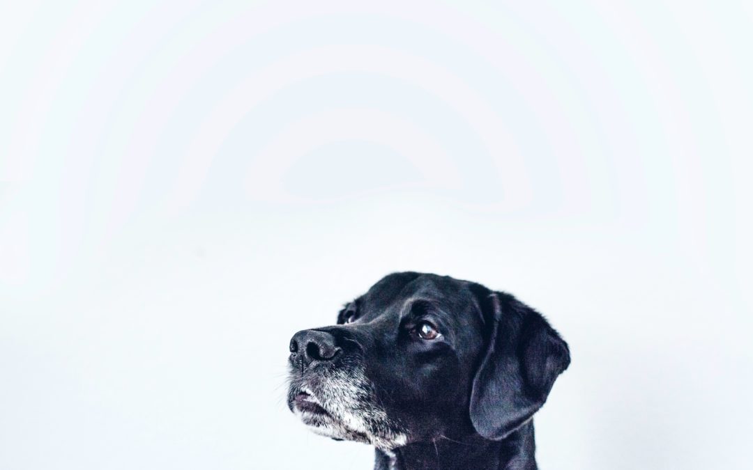 Deaf Dog Awareness Week