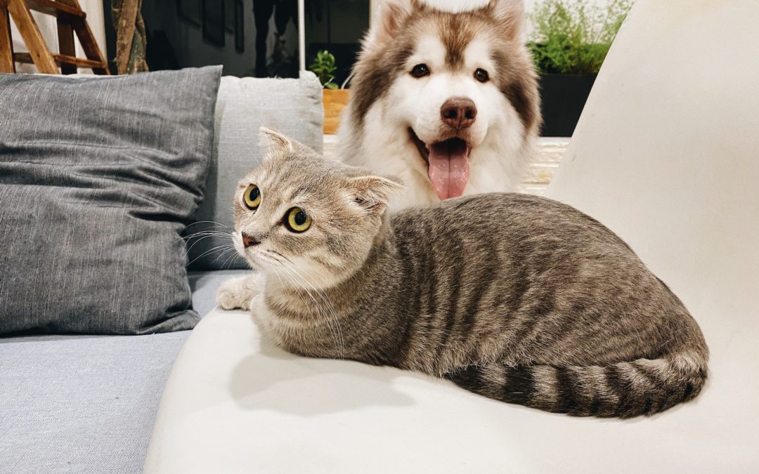 Rabies Vaccination: Protecting Your Pets from Rabies