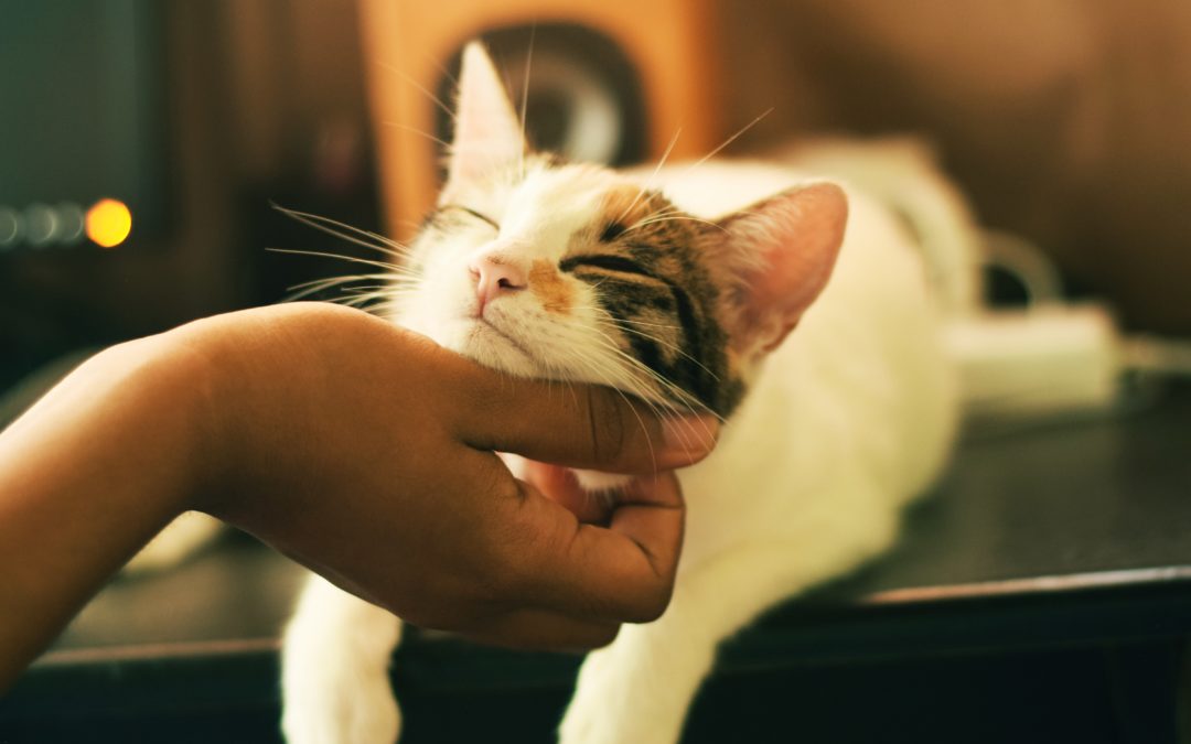 What do Indoor Cats Need to Be Happy and Healthy?