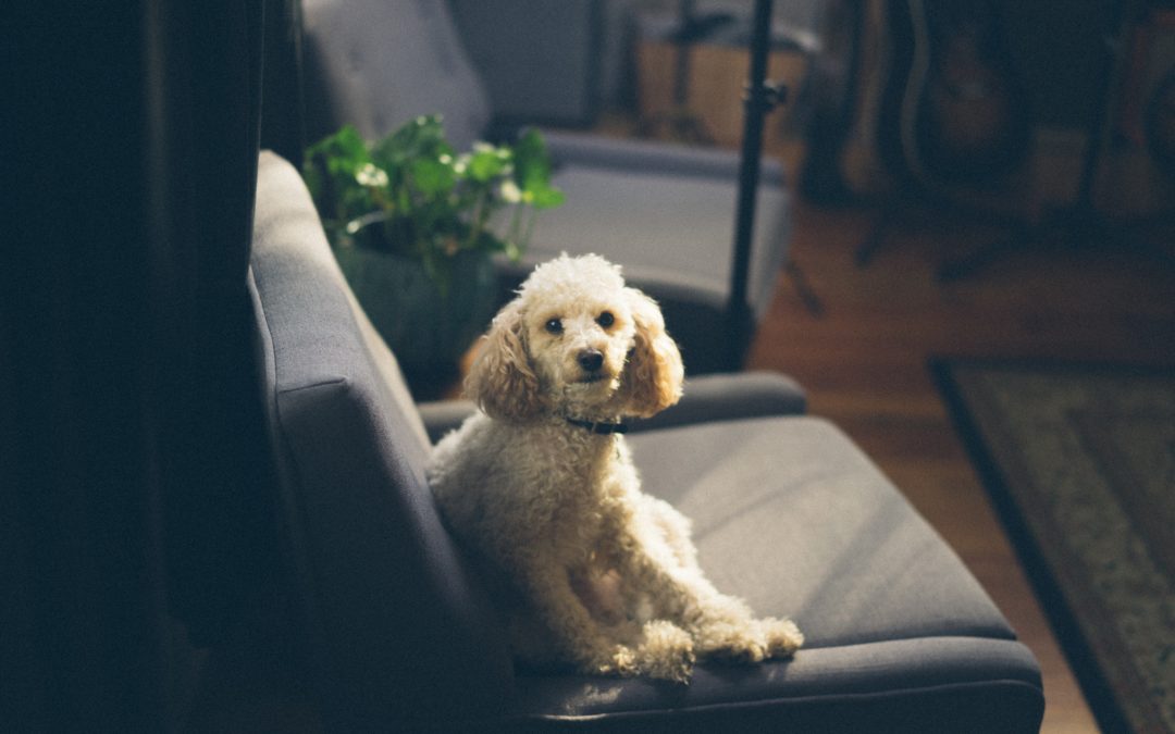 5 of the Best Hypoallergenic Dog Breeds