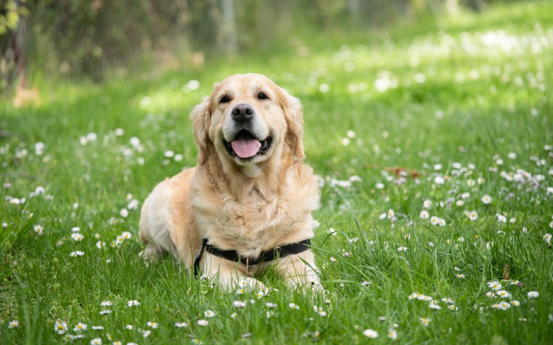 Is Your Dog Overweight? Signs of Obesity in Dogs