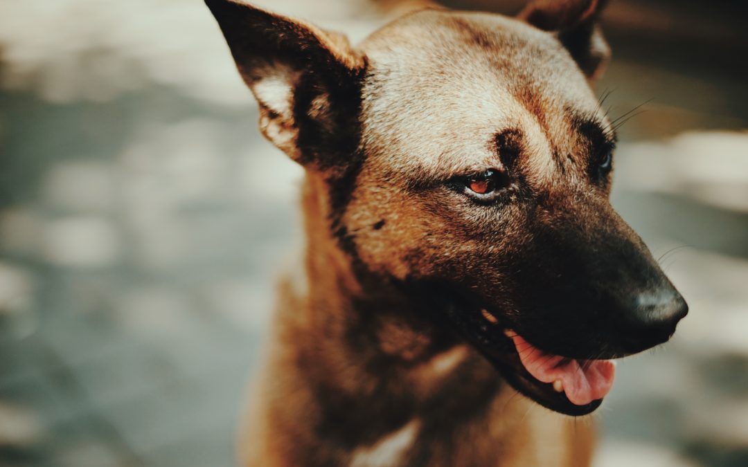 Diabetes in Dogs: What to Look For