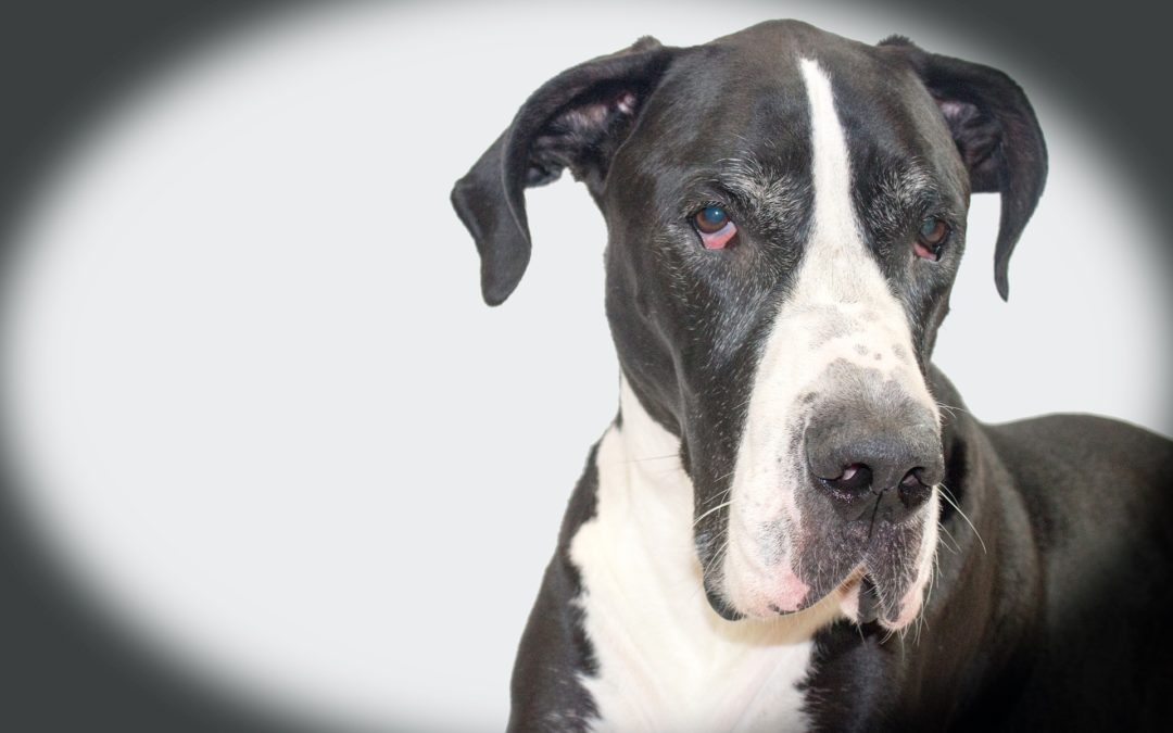 Recognizing and Treating Bloat in Dogs
