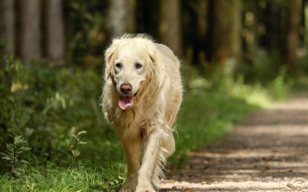 Diagnosing and Treating Arthritis in Dogs