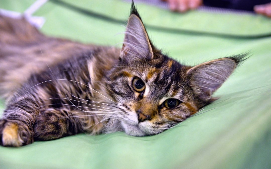 6 of the Friendliest Cat Breeds