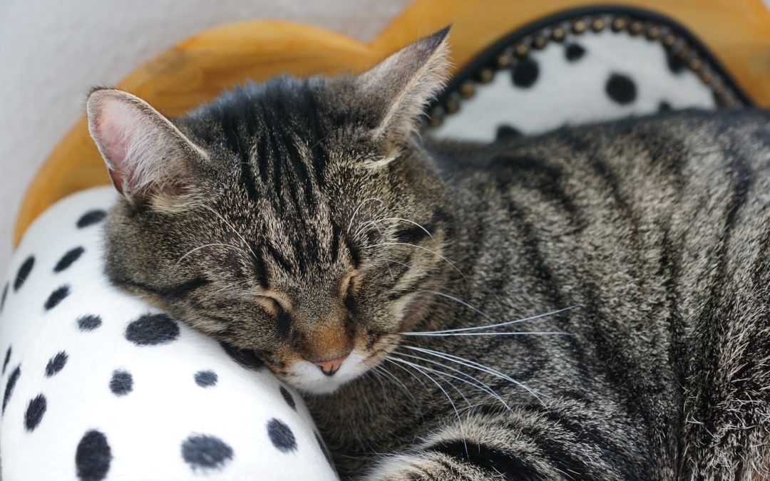 Can Cats Catch Colds?